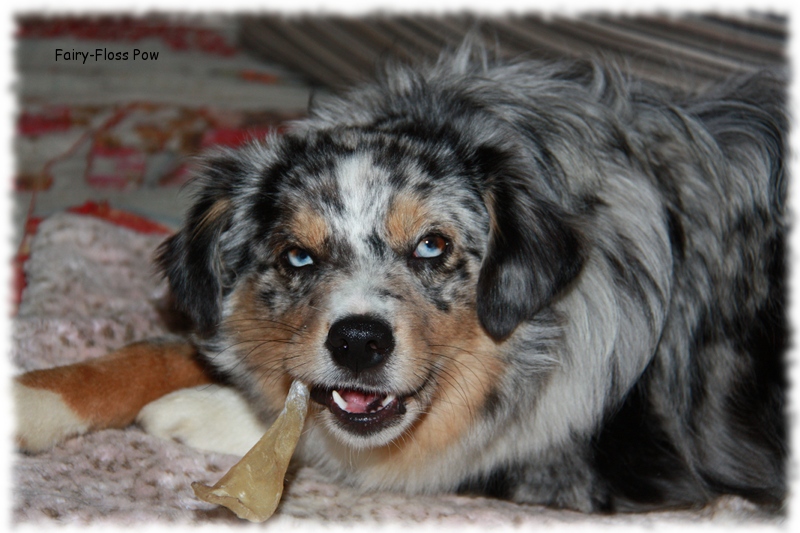 Mini Aussie - Deckrüde - Blue Merle