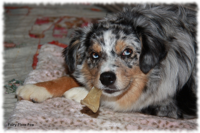 Mini Aussie - Deckrüde - Blue Merle