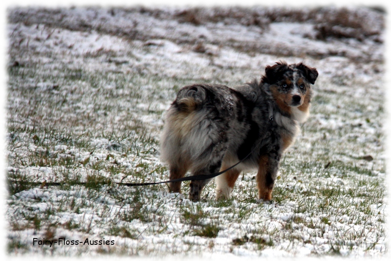 Mini Aussie - Deckrüde - Blue Merle