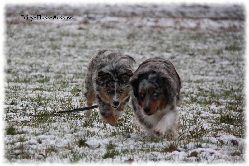 Mini Aussie - Deckrüde - Blue Merle