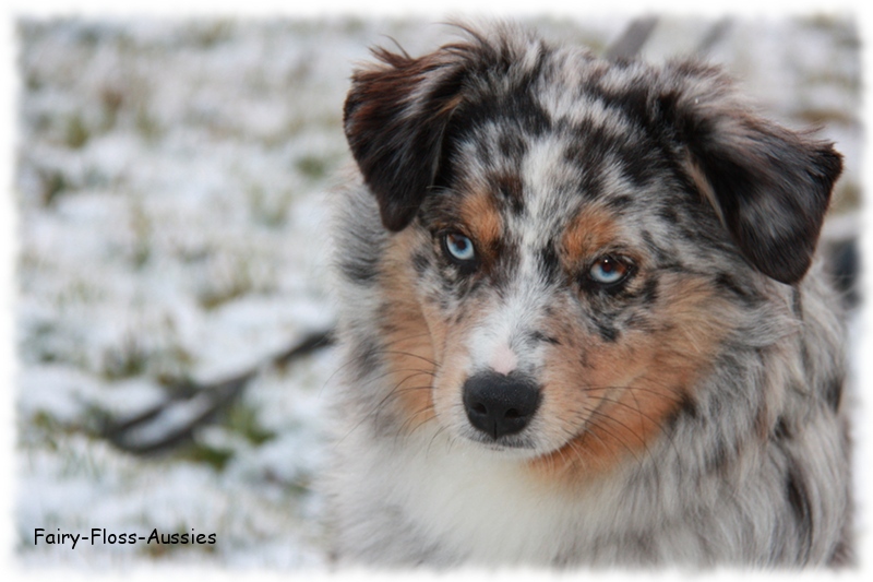 Mini Aussie - Deckrüde - Blue Merle