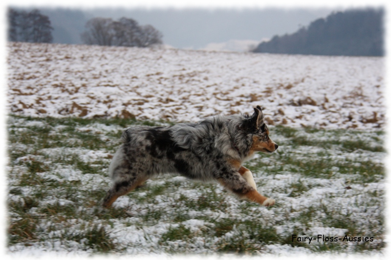 Mini Aussie - Deckrüde - Blue Merle