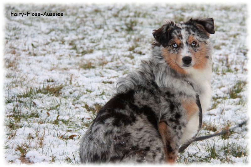 Mini Aussie - Deckrüde - Blue Merle