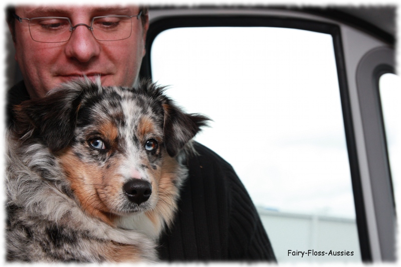 Mini Aussie - Deckrüde - Blue Merle