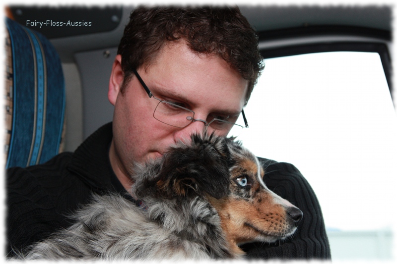 Mini Aussie - Deckrüde - Blue Merle