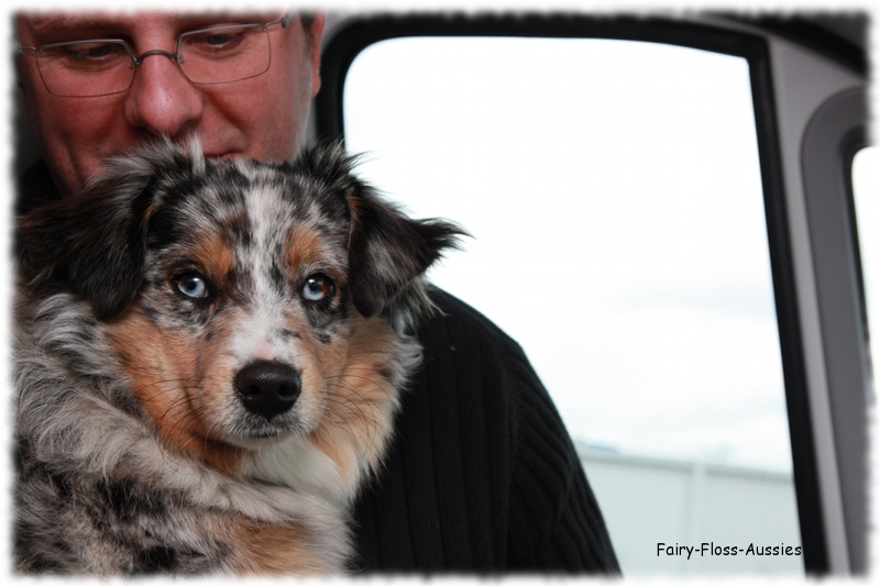 Mini Aussie - Deckrüde - Blue Merle