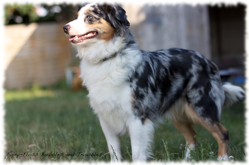 Mini Aussie Welpen - Miniature Australian Shepherd Züchter Celebrity Ward's Heartbreaker Tiff