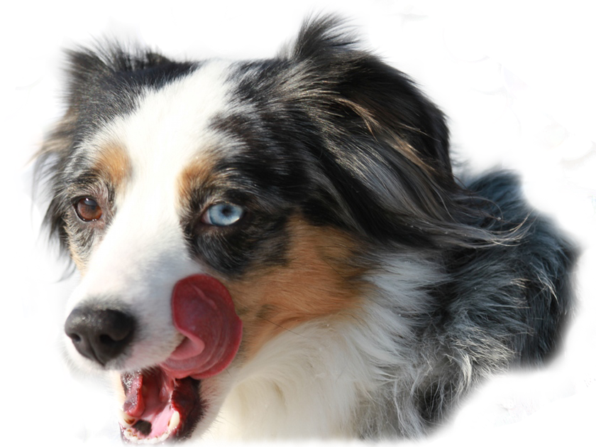Miniature Australian Shepherd - American Shepherd Mini Aussie Hündin - blue merle