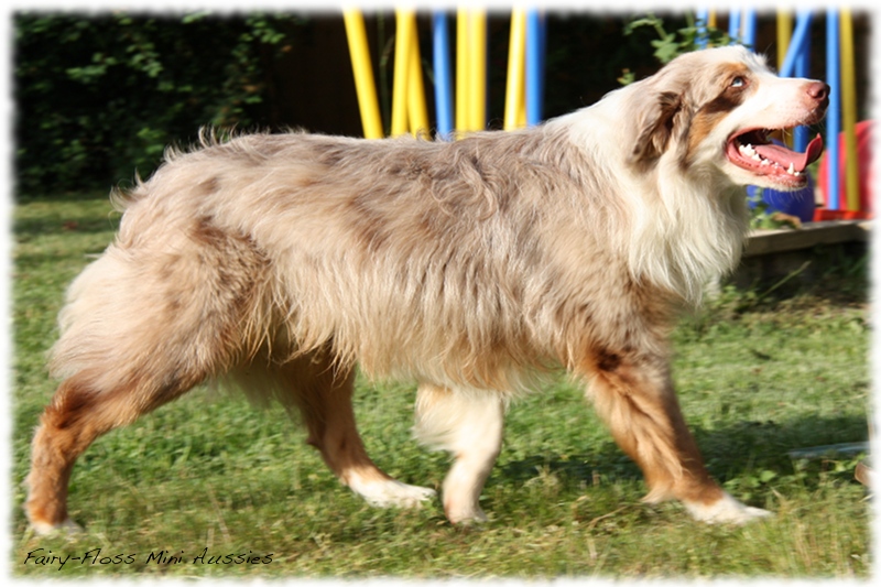 Red Merle Mini Aussie Deckrüde