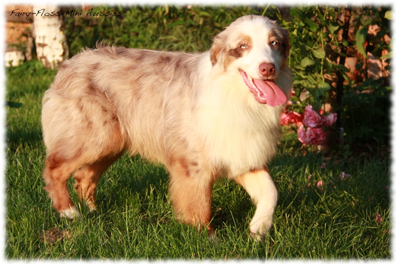 Red Merle Mini Aussie Deckrüde