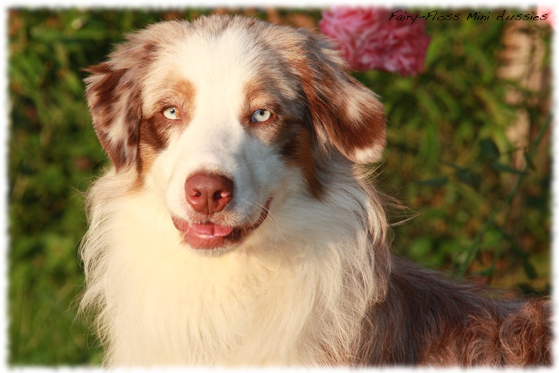 Red Merle Mini Aussie Deckrüde