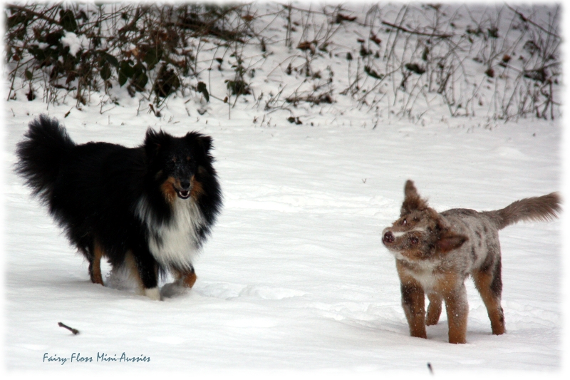 Toben im Schnee Mini Aussies in Aktion