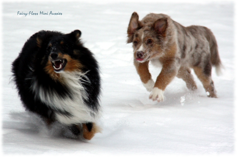 Toben im Schnee Mini Aussies in Aktion