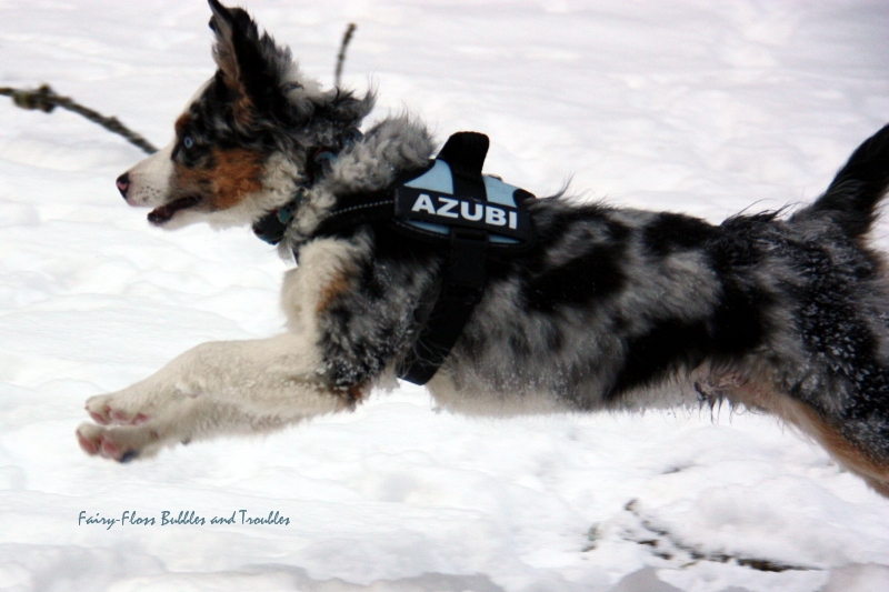 Toben im Schnee Mini Aussies in Aktion