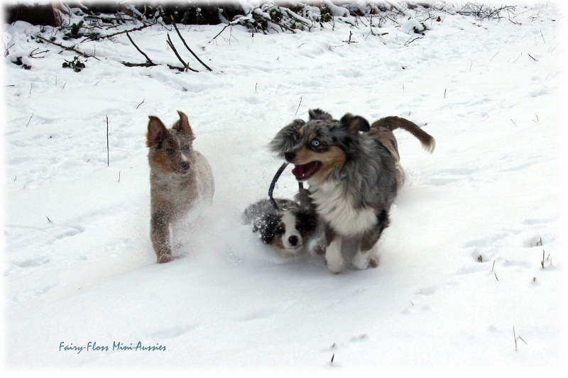 Toben im Schnee Mini Aussies in Aktion