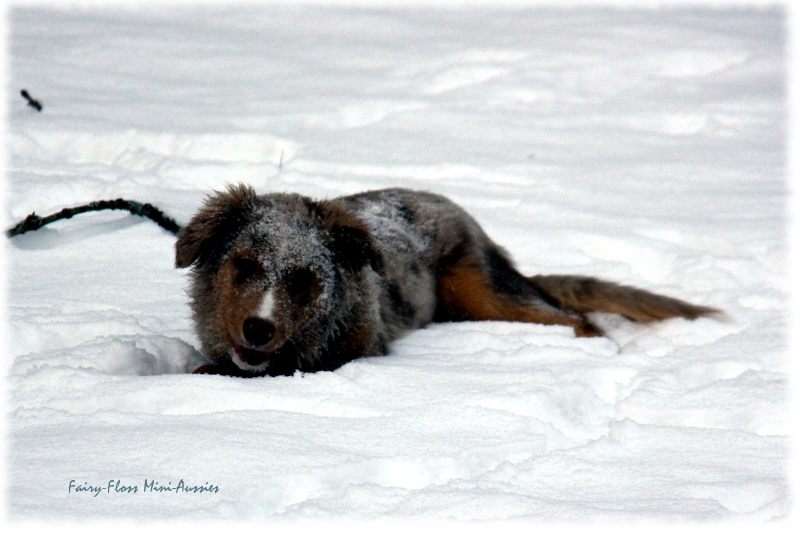 Toben im Schnee Mini Aussies in Aktion