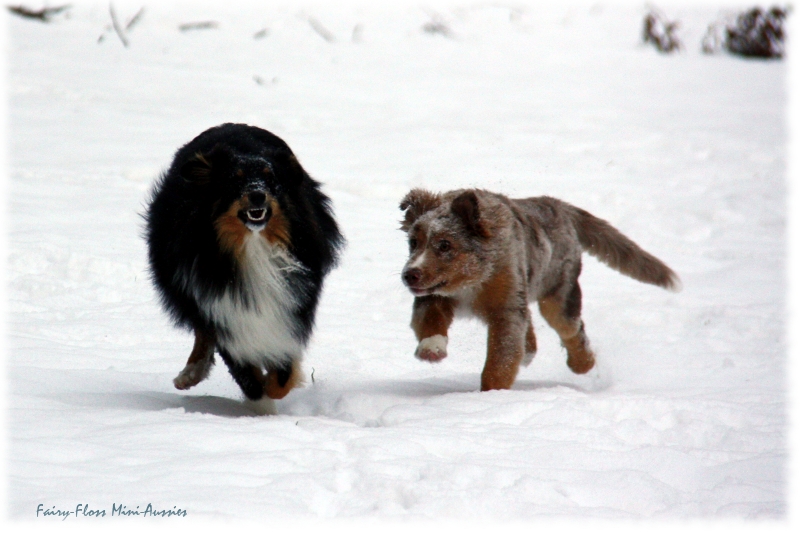 Mini Aussies in Aktion