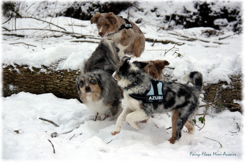 Mini Aussies in Aktion