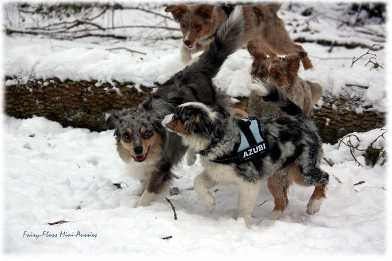 Mini Aussies in Aktion