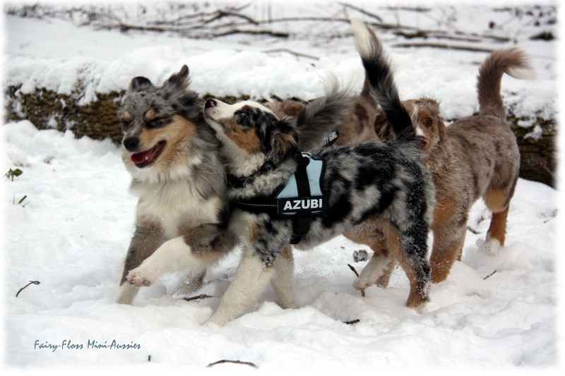 Mini Aussies in Aktion