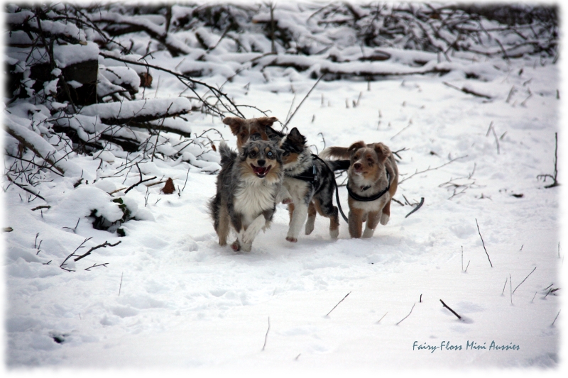 Mini Aussies in Aktion