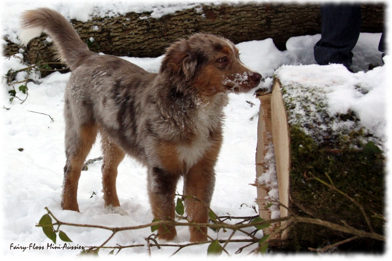 Mini Aussies in Aktion