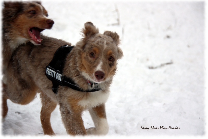 Mini Aussies in Aktion