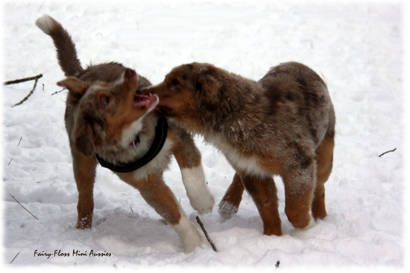 Toben im Schnee Mini Aussies in Aktion