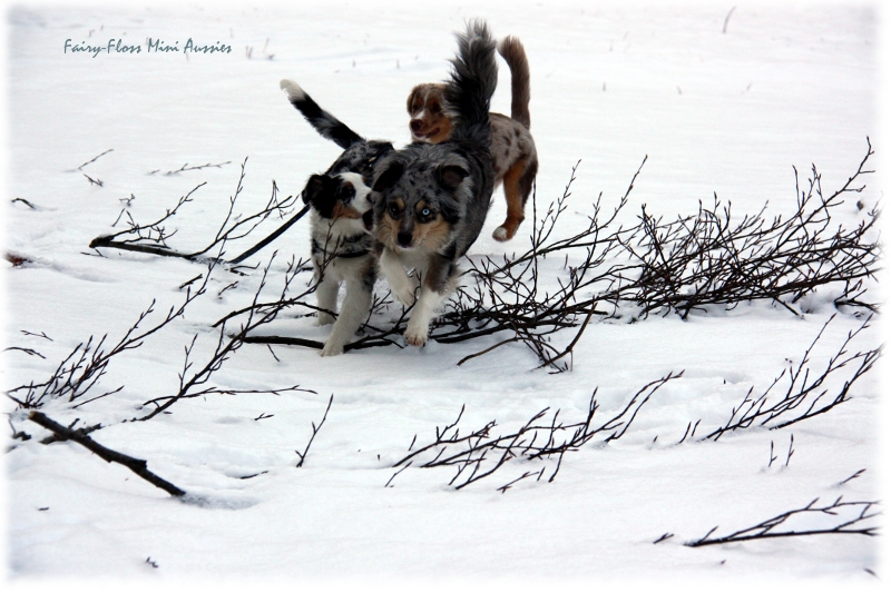 Mini Aussies in Aktion