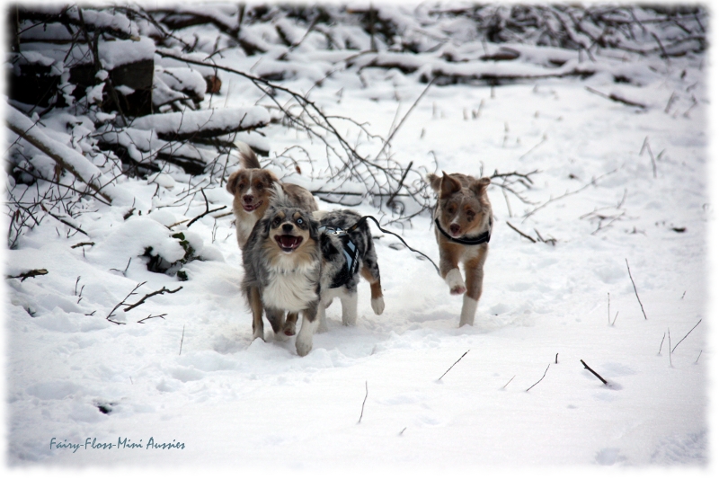 Mini Aussies in Aktion