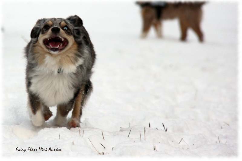 Toben im Schnee Mini Aussies in Aktion
