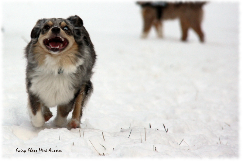 Mini Aussies in Aktion