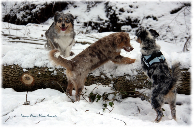 Toben im Schnee Mini Aussies in Aktion