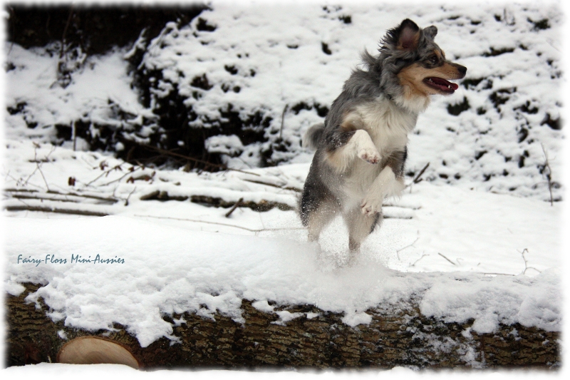Toben im Schnee Mini Aussies in Aktion