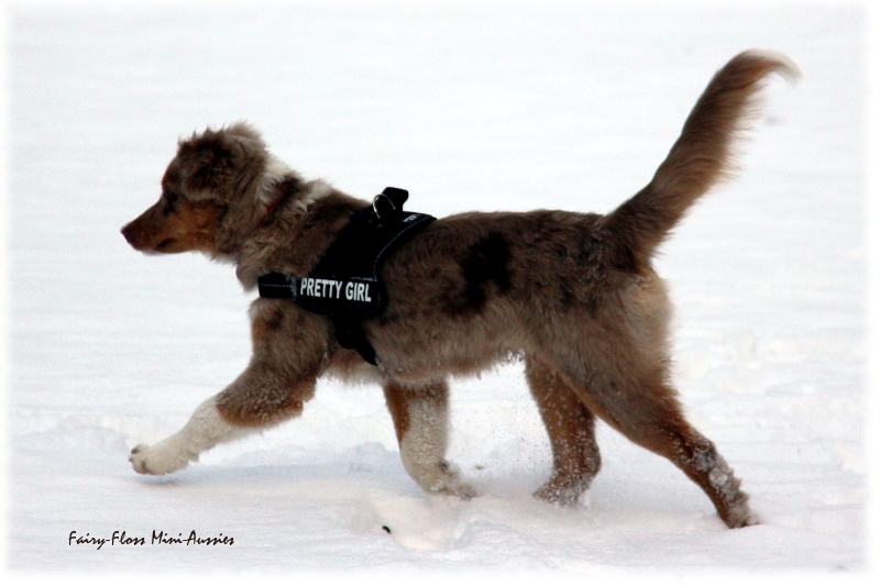 Toben im Schnee Mini Aussies in Aktion