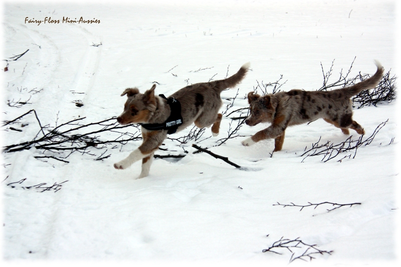 Toben im Schnee Mini Aussies in Aktion