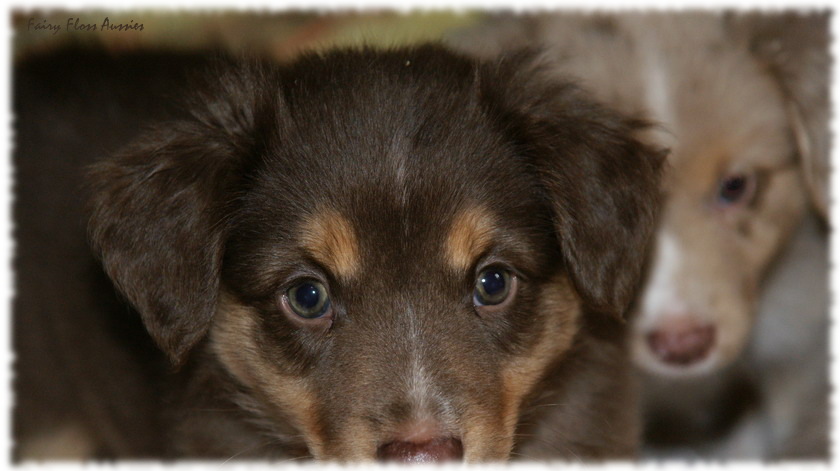 Mini Aussie Welpen