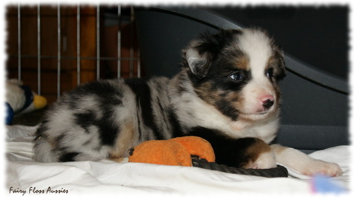 Mini Aussie Welpen