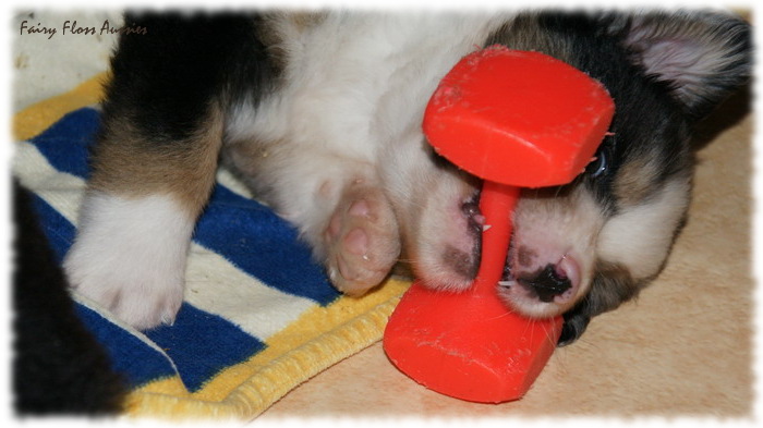 Mini Aussie Welpen