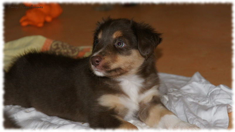 Mini Aussie Welpen