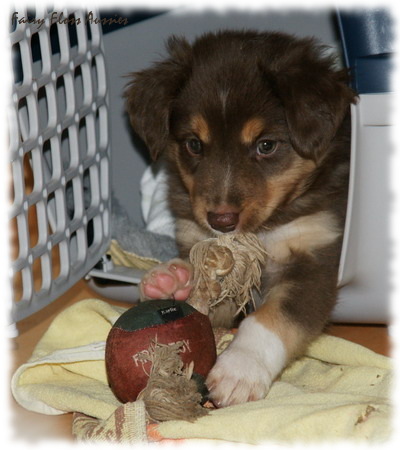 Mini Aussie Welpen