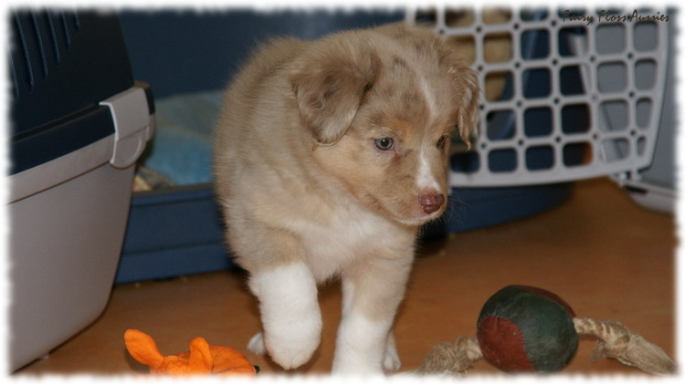 Mini Aussie Welpen