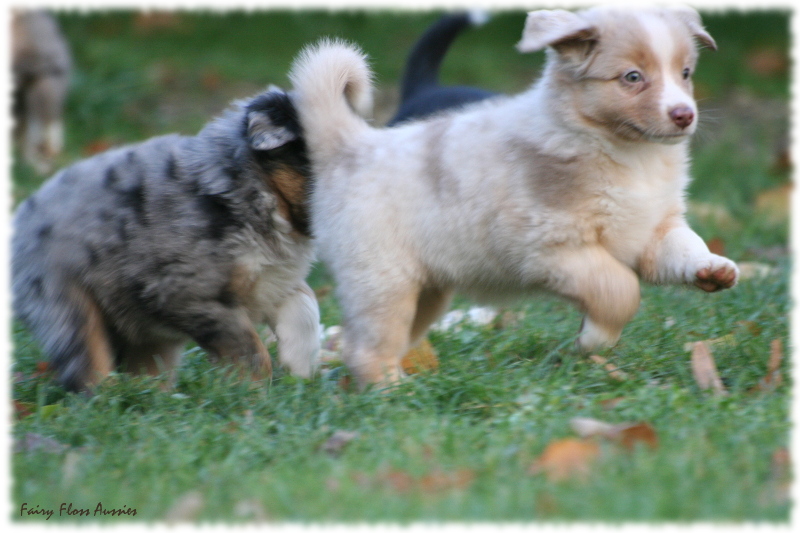 Mini Aussie Welpen