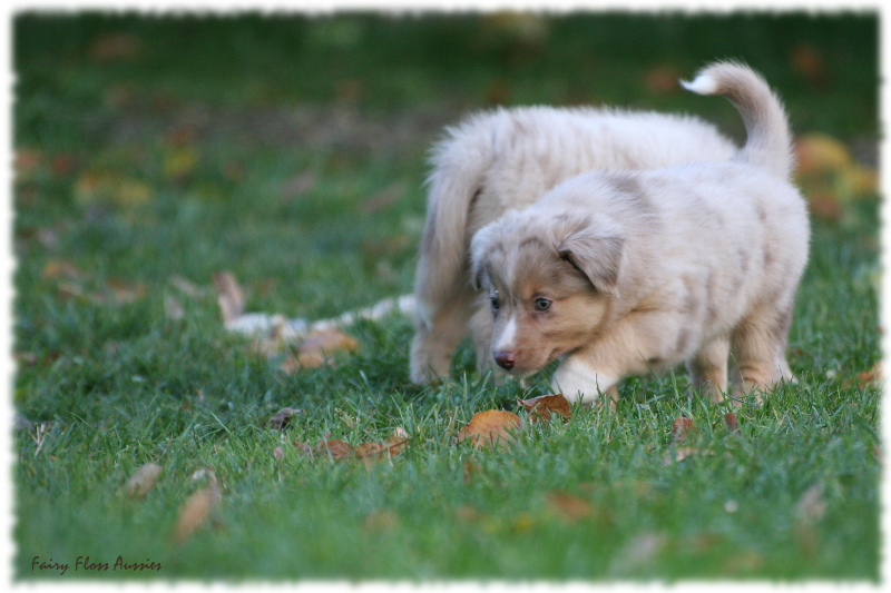 Mini Aussie Welpen