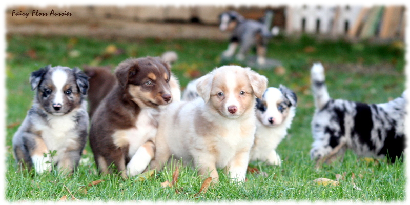 Mini Aussie Welpen