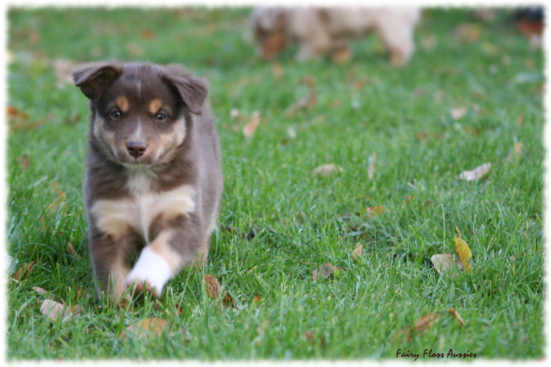 Mini Aussie Welpen