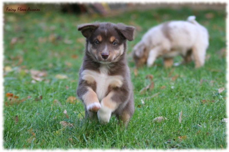 Mini Aussie Welpen