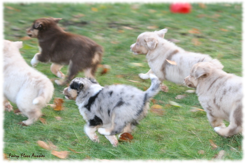 Mini Aussie Welpen