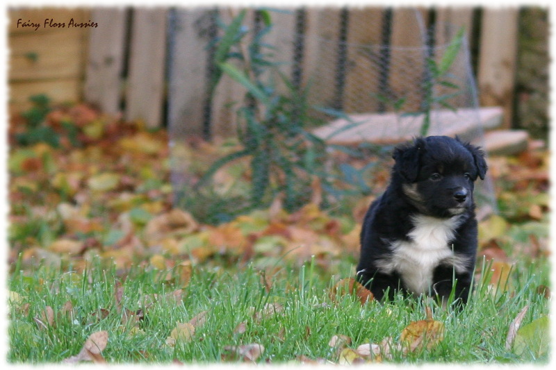 Mini Aussie Welpen