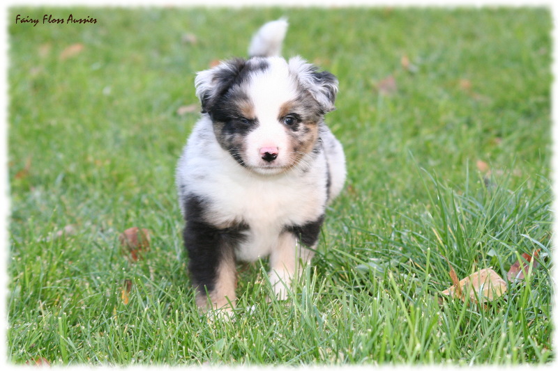 Mini Aussie Welpen